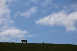 Sheep on Guard